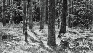 Snová Signál #0157