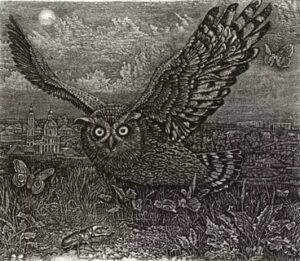 Atlas: Zrnivá fragment #0361